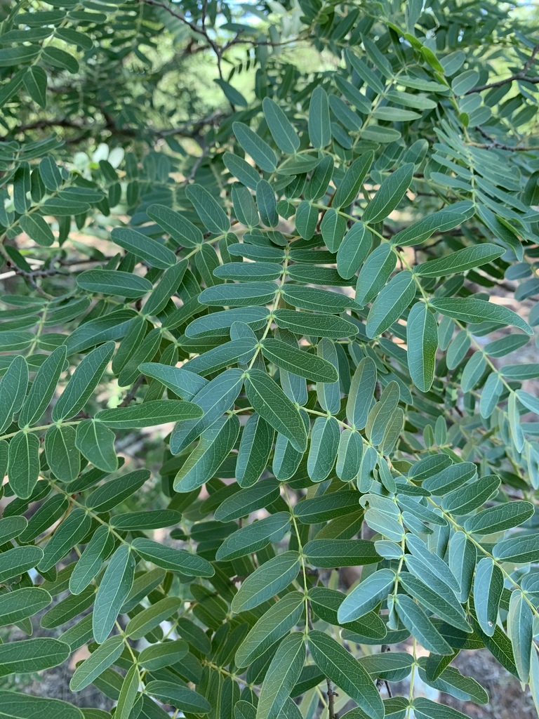Brachystegia tamarindoides
