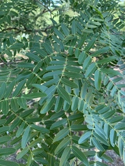 Brachystegia tamarindoides