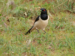 Speculipastor bicolor