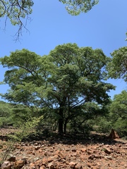 Brachystegia tamarindoides