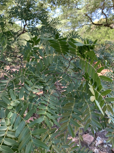 Brachystegia utilis