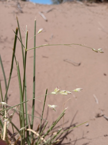 silky panicgrass (Panicum urvilleanum)