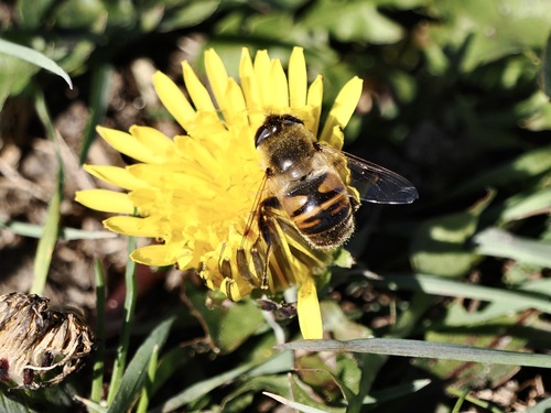 Unknown species found near Rye, NH, USA