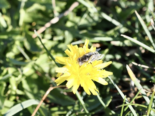 Unknown species found near Rye, NH, USA