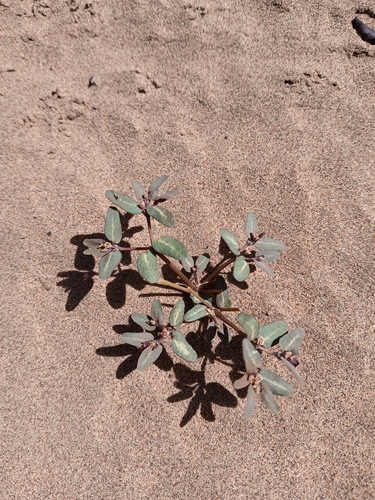 Euphorbia marayensis