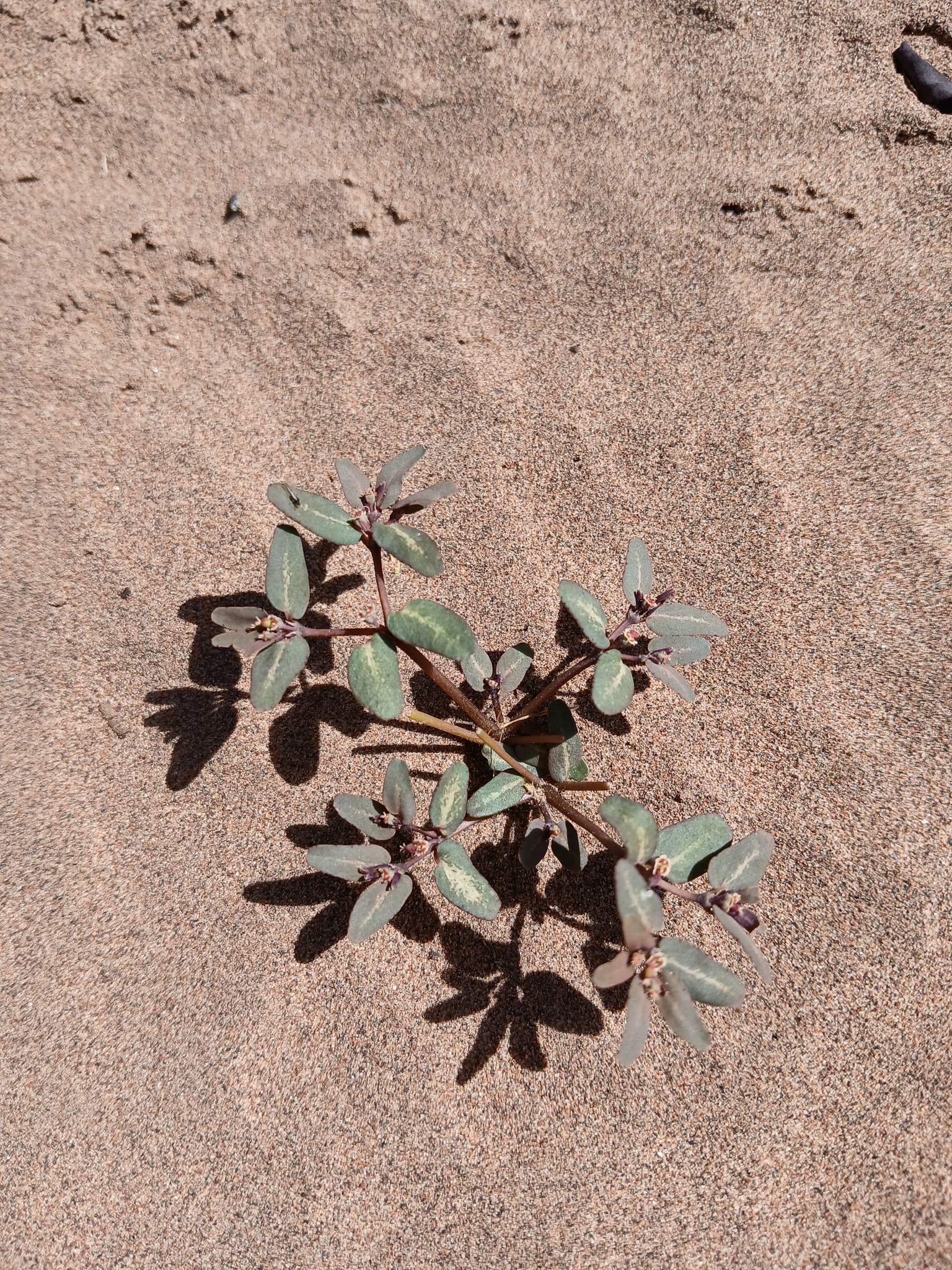 Euphorbia marayensis