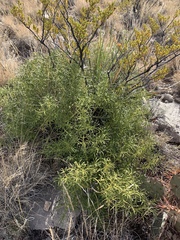 Choisya dumosa