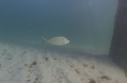 Lagodon rhomboides