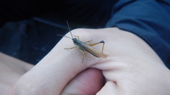 Chorthippus intermedius