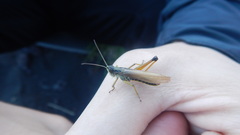 Chorthippus intermedius