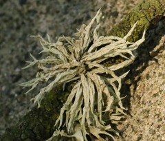 Niebla cephalota