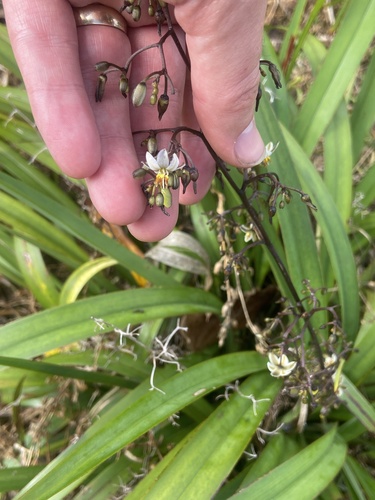Dianella intermedia observed 2025-11-02