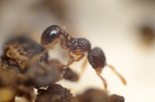 Lachnomyrmex nordestinusLachnomyrmex nordestinus