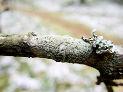Buellia griseovirens