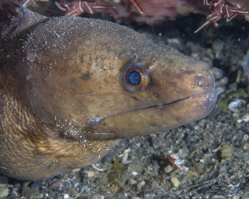 Gymnothorax monochrous observed 2025-09-17