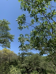 Brachystegia spiciformis