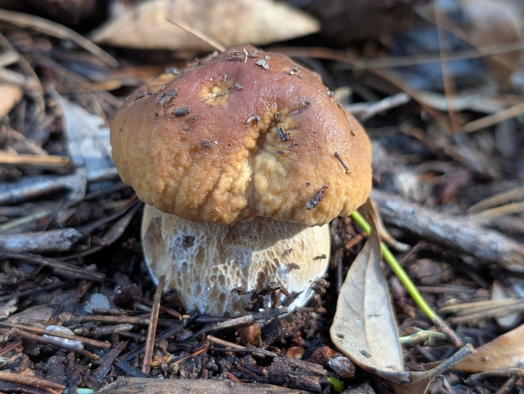 Boletus edulis