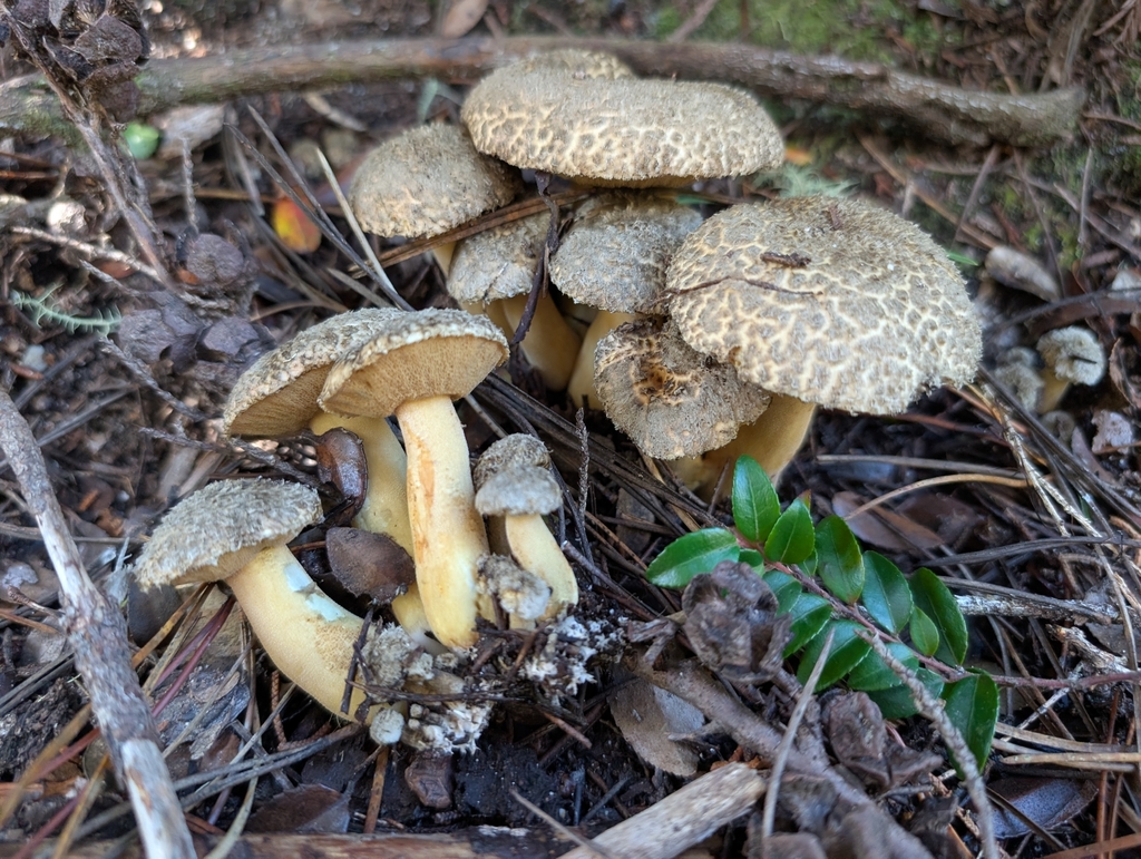 Suillus tomentosus · October 2025 · photo: © kueda (iNaturalist, cc0)