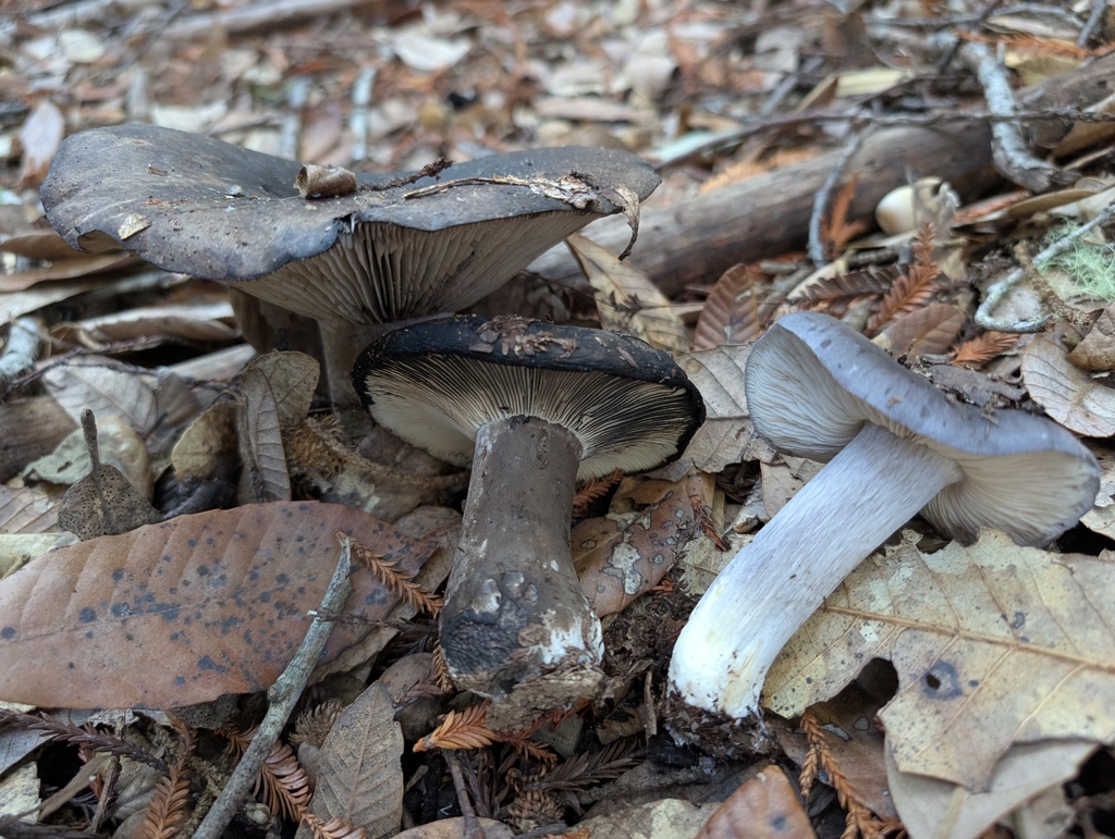 Entoloma medianox · October 2025 · photo: © kueda (iNaturalist, cc0)