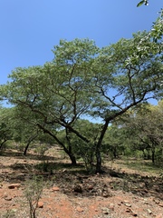 Brachystegia spiciformis