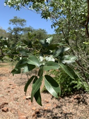 Brachystegia spiciformis