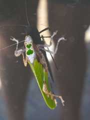 Pycnopalpa bicordata