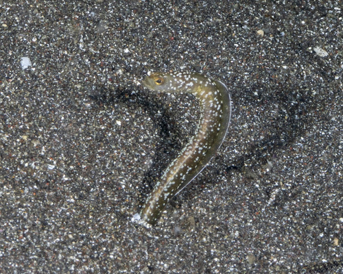 Heteroconger enigmaticus observed 2025-09-19