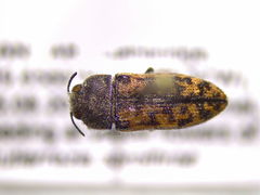 Polycestinae