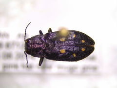 Phaenops
