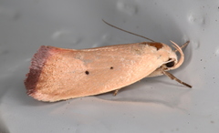 Acanthodela protophaes