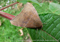 Poaphilini