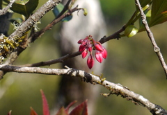 Vaccinium leschenaultii