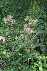 Cirsium obvallatum