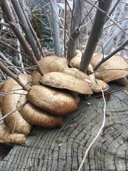 Pleurotus ostreatus