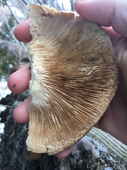 Pleurotus ostreatus