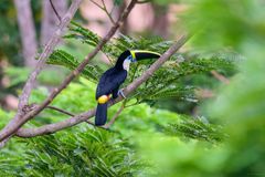 Ramphastos tucanus cuvieri