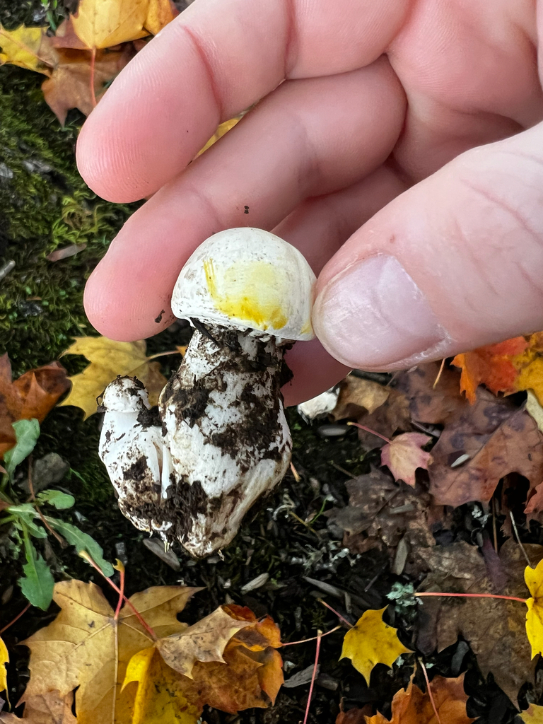Agaricus xanthodermus · November 2025 · photo: © jemmamontgomery (iNaturalist, cc-by)