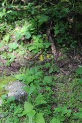 Lapsana communis intermedia