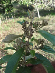 Moquiniastrum polymorphum