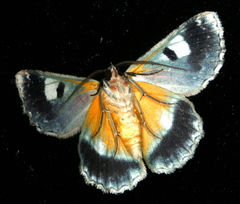 Hypodoxa emiliaria
