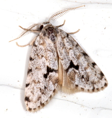 Thallarcha macilenta