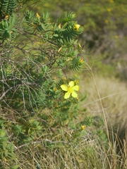 Hypericum mysurense