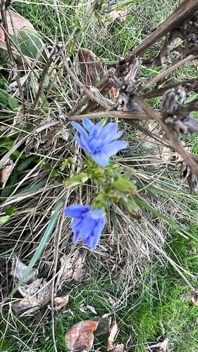 chicory