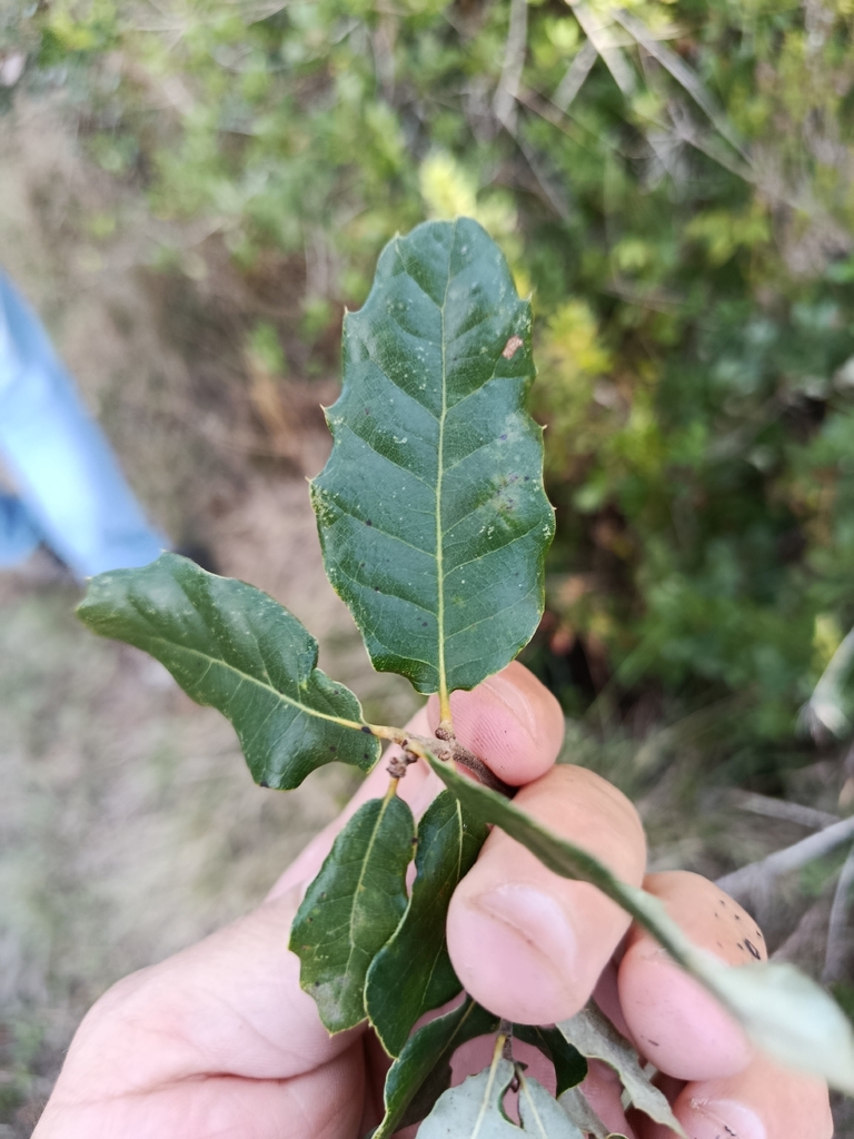 Quercus × celtica