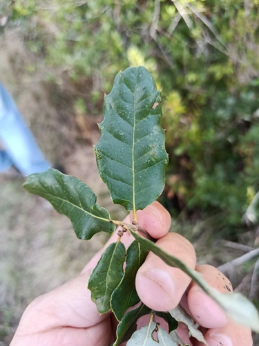 Quercus × celtica