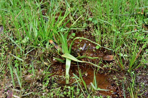 Eriocaulon sexangulare iNat (3)