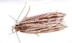 Leistarcha