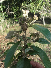 Moquiniastrum polymorphum