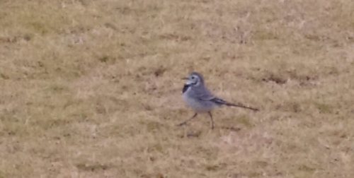 White Wagtail