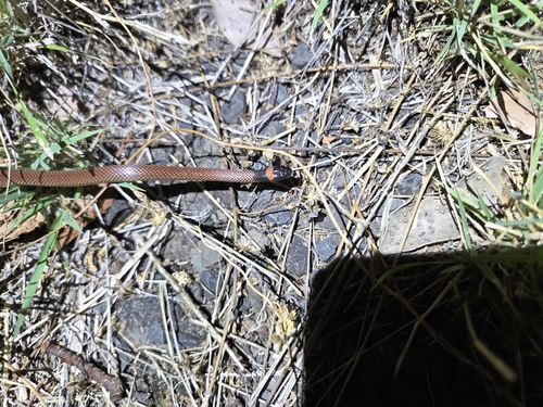 Red-naped Snake sighting